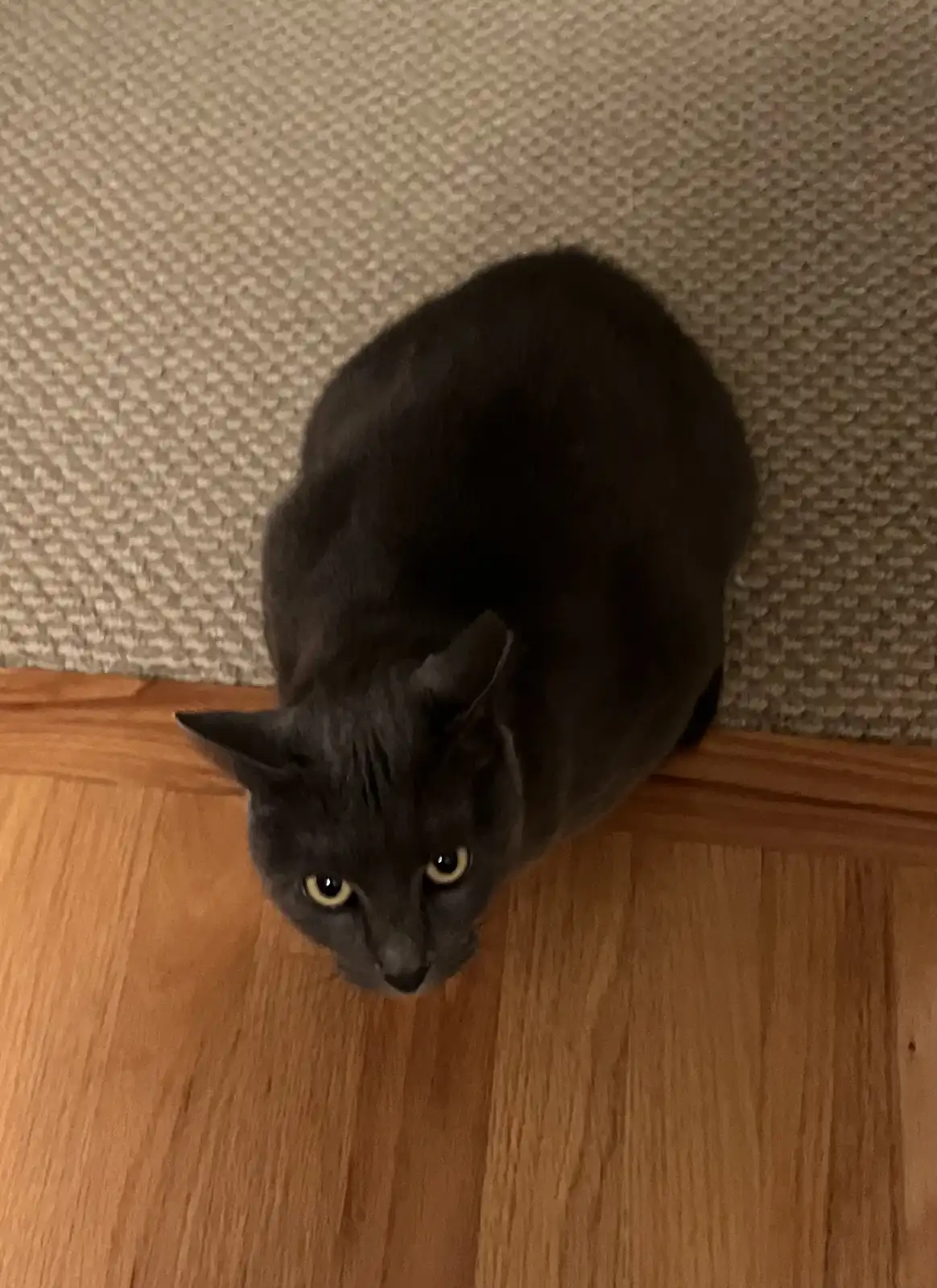 A dark gray cat with yellow eyes sits on a wooden floor near a textured beige carpet, looking up at the camera with a…