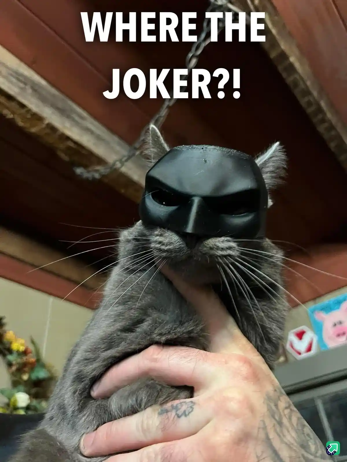 A gray cat is being held by a person with tattoos, wearing a black Batman-style mask that covers its eyes and nose. The text…