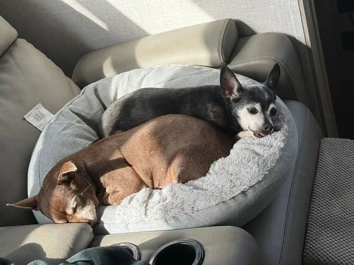 Two dogs are curled up together in a grey, fluffy dog bed placed on a light grey couch. One brown dog is sleeping with its…