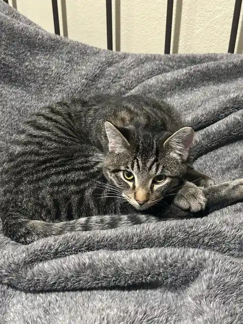 A gray tabby cat with green eyes is curled up on a fluffy gray blanket, looking directly at the camera with a sleepy…