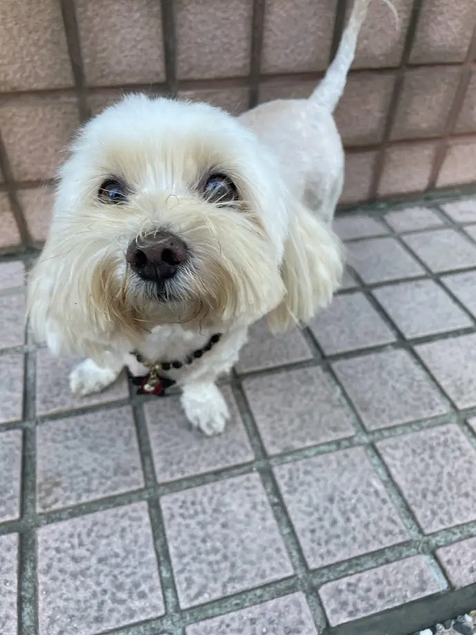 A small, fluffy white dog with a slightly tilted head and wide, pleading eyes looks up at the camera from a tiled floor. The…