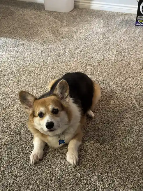 A tri-color corgi with a black back, tan head and legs, and white chest and paws is lying on a beige carpet, looking up at…