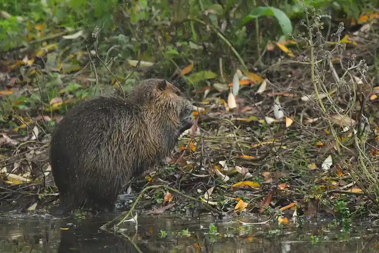 A wet, shaggy capybara stands at the edge of a muddy water body, surrounded by fallen leaves and twigs, with raindrops…