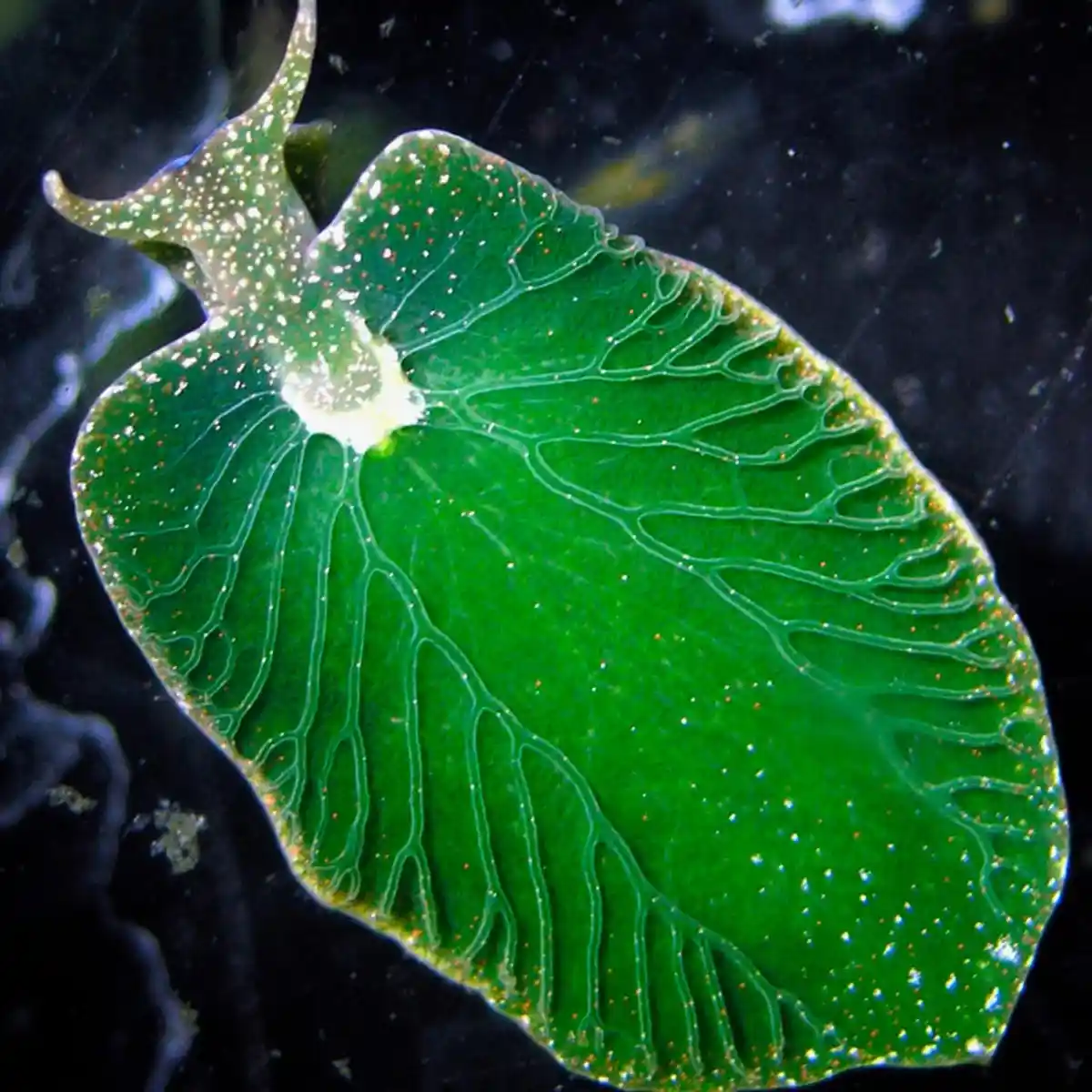A close-up photo shows a vibrant green sea slug, resembling a leaf with visible vein-like patterns and speckles, swimming in…