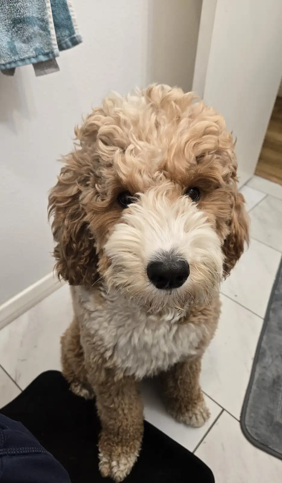 A fluffy, light brown and white poodle mix dog sits on a black mat on a tiled floor, looking directly at the camera with a…