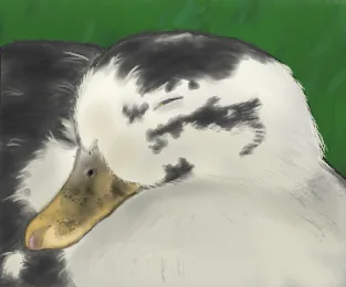 A close-up image of a black and white duck with its head tucked down, appearing to be resting or sleeping, against a solid…