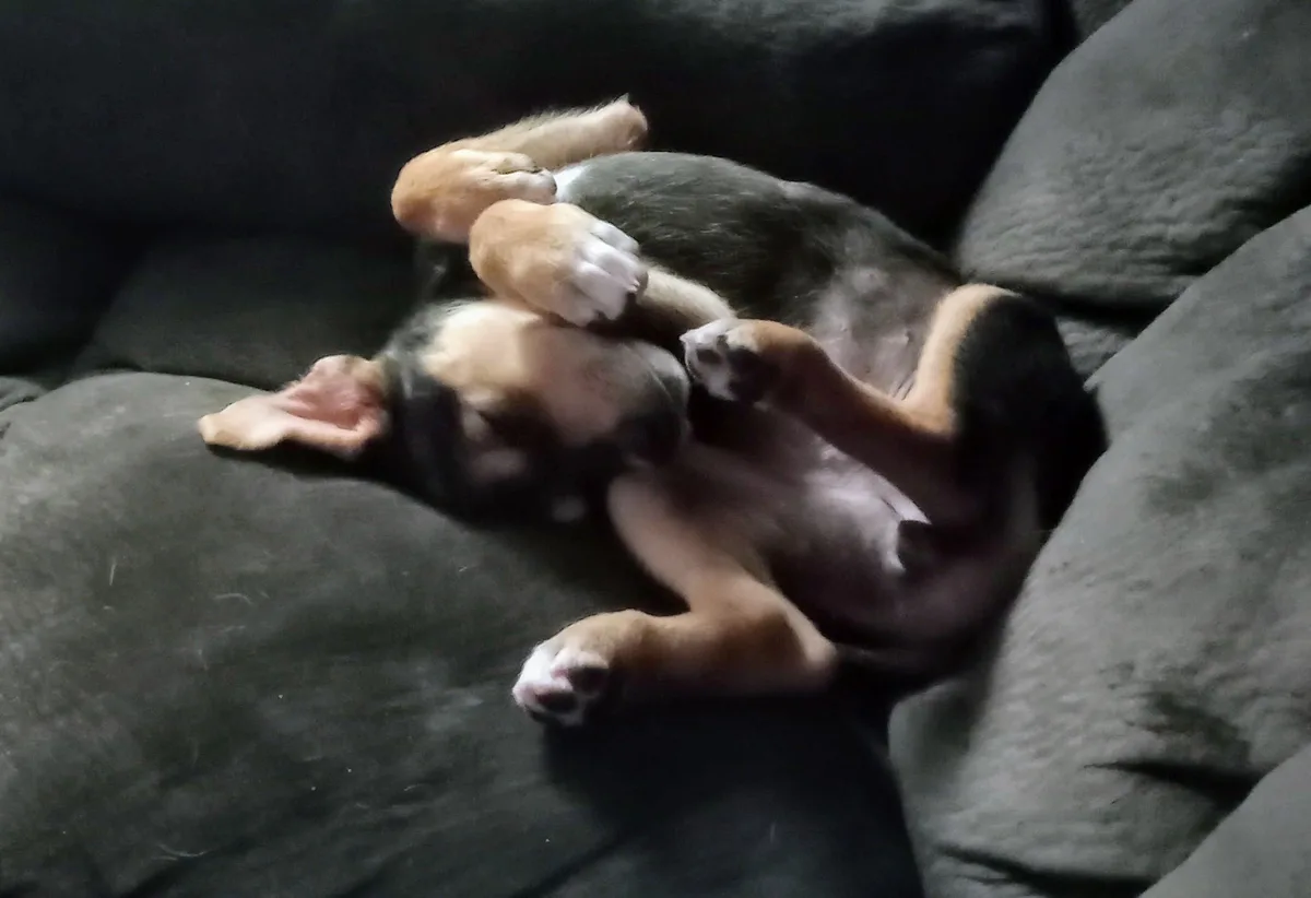 A small black, tan, and white puppy is lying on its back on a dark gray couch, legs and paws curled up near its face in a…