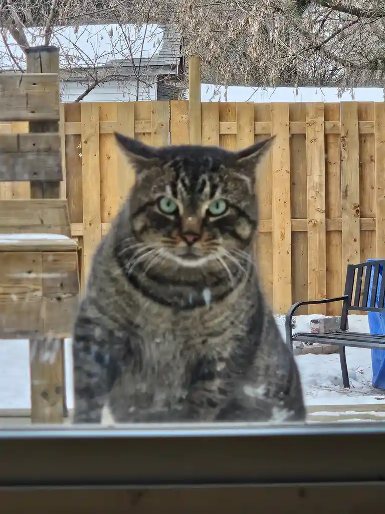 A tabby cat with green eyes sits outside a window in a snowy backyard, looking directly at the camera with a serious…