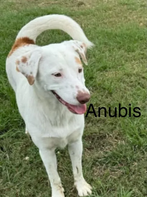A white dog with brown spots and a long, curved tail standing on grass, with the word 'Anubis' overlaid in black text near…