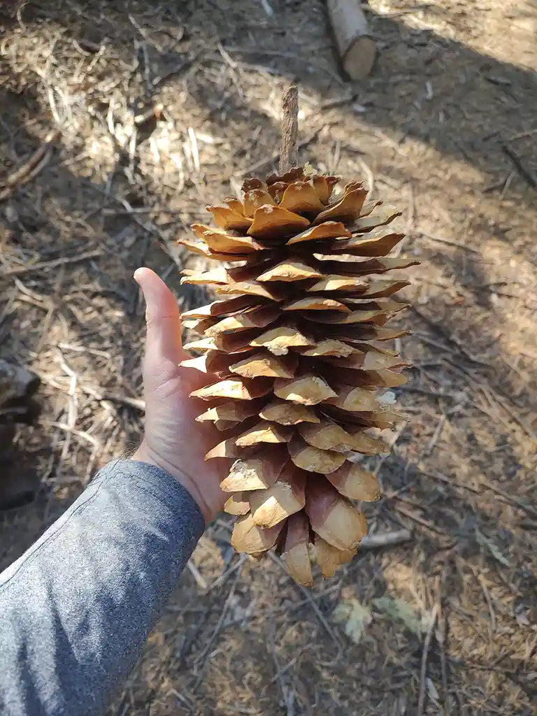 a person's hand holds up a very large, brown pinecone with open scales against a backdrop of dry forest floor. The overlaid…