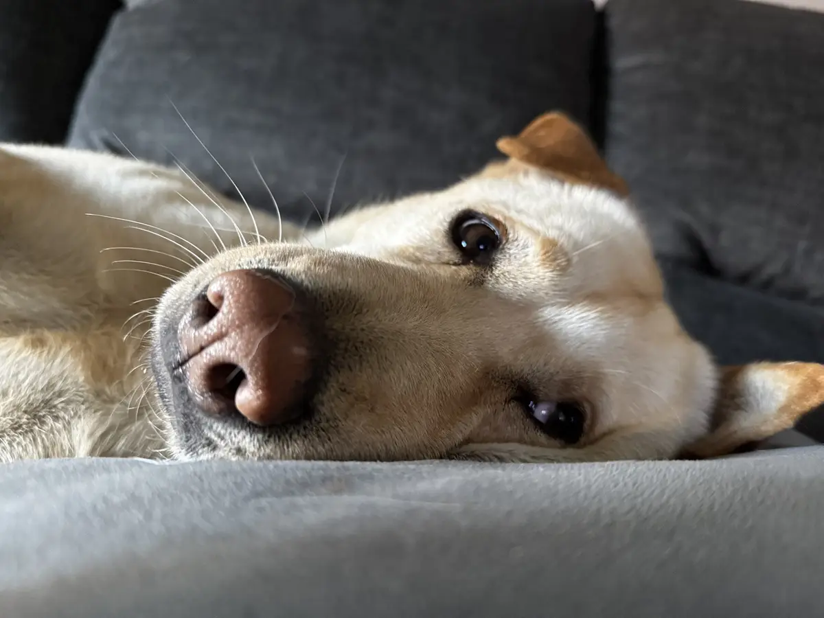 A close-up photo of a light-colored dog with brown ears lying on a gray couch, looking directly at the camera with a…