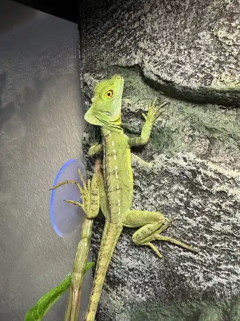 A bright green lizard with a yellow eye is clinging to a textured gray rock wall, its left foot pressing against a blue…