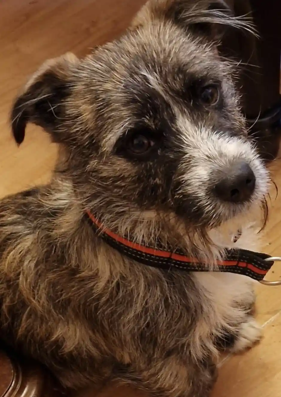 A close-up photo of a scruffy, brindle-and-white dog with a black and orange collar, looking directly at the camera with a…