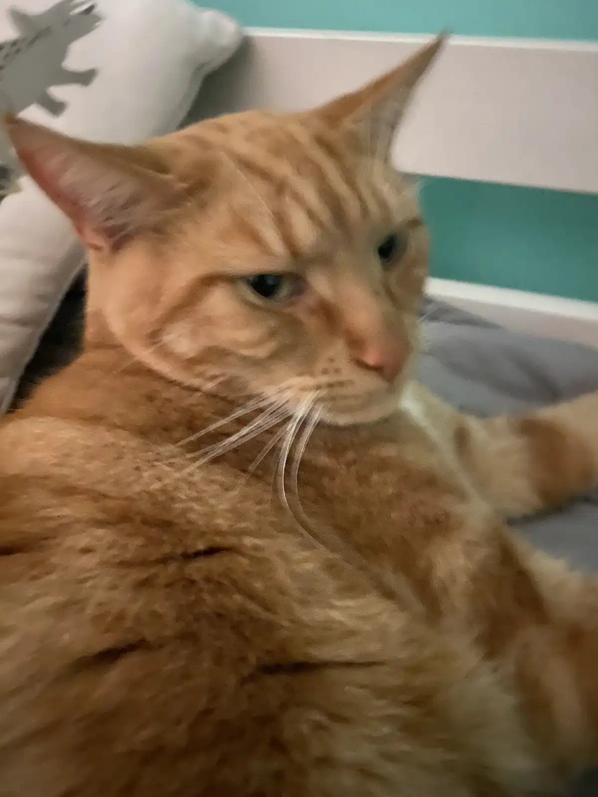 A blurry photo of an orange tabby cat lying on a bed with a stern, unimpressed expression, overlaid with the text 'i'm not…