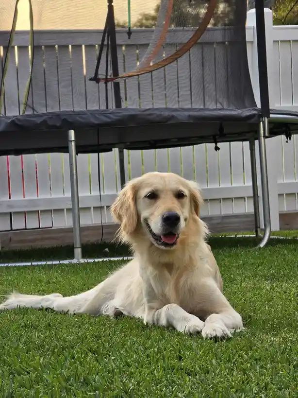 A golden retriever is lying on green grass in front of a trampoline with a safety net, looking directly at the camera with a…