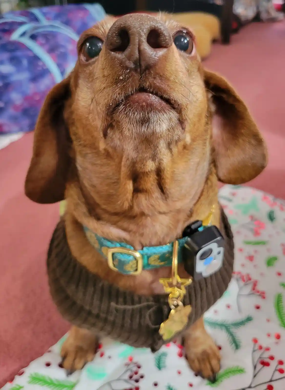 A close-up of a brown dachshund looking upward with wide, expressive eyes, wearing a brown sweater and a teal collar with a…