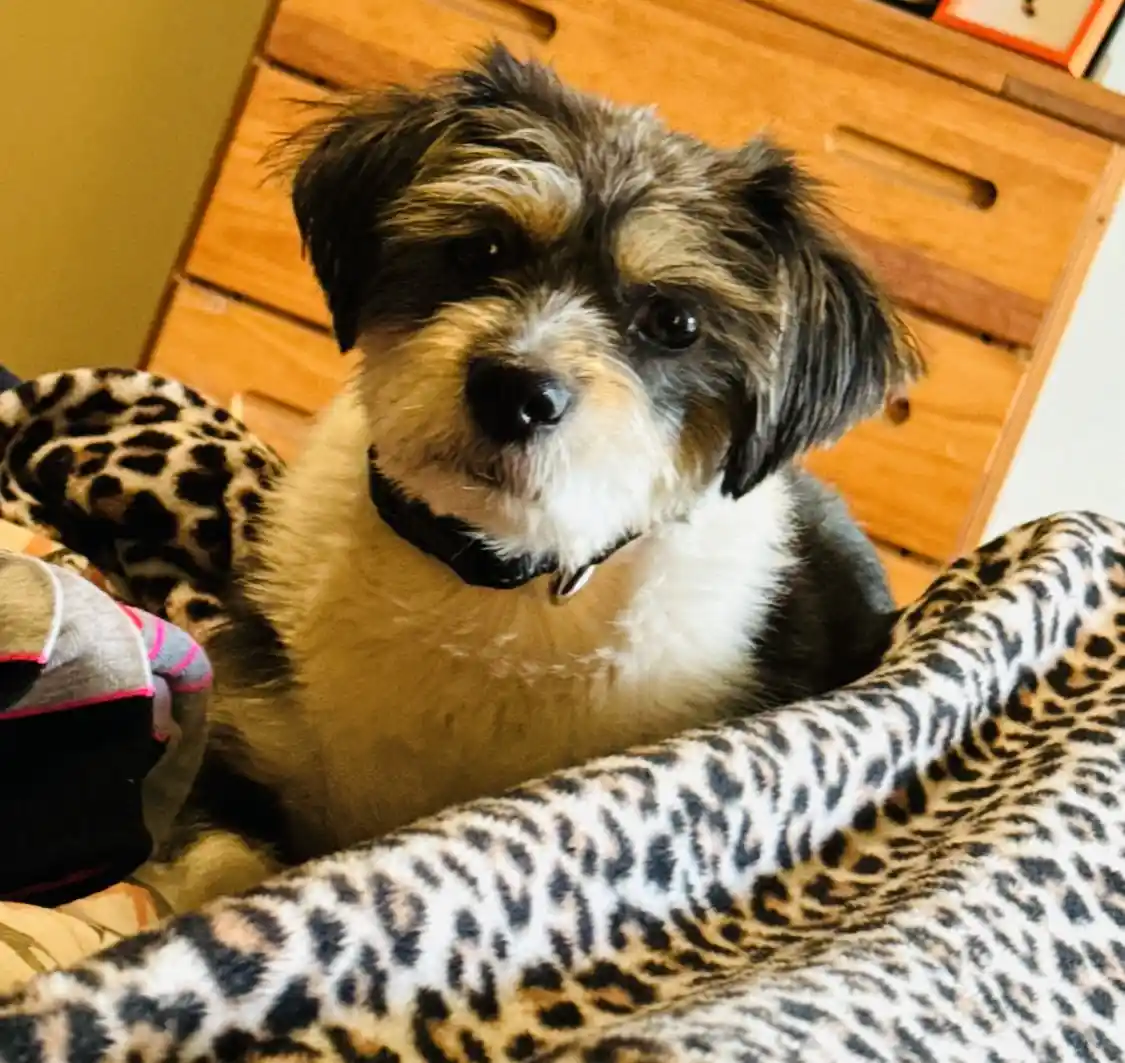 A small, fluffy dog with dark and light fur sits on a leopard-print blanket, looking directly at the camera with a calm…