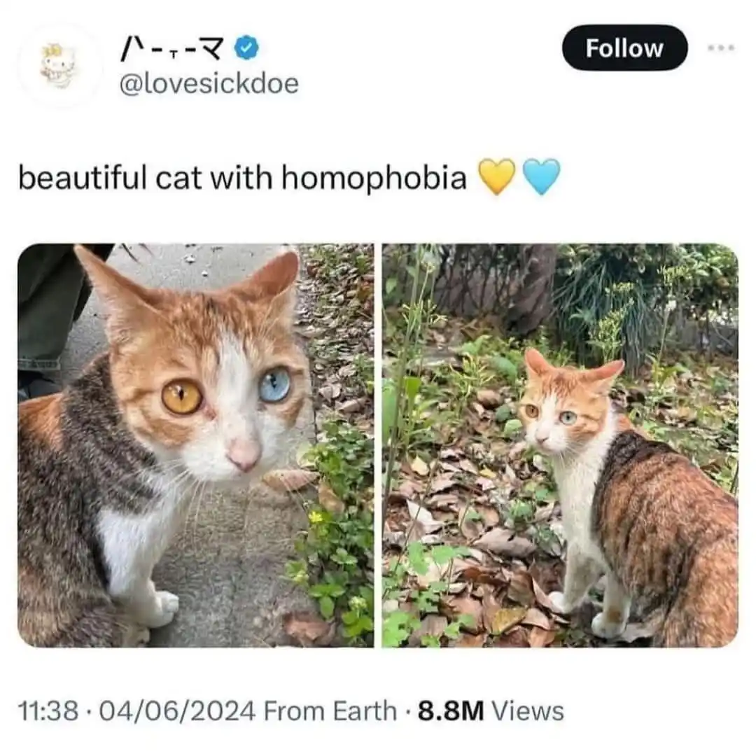 Two photos of a calico cat with one yellow and one blue eye, juxtaposed with the caption 'beautiful cat with homophobia' and…