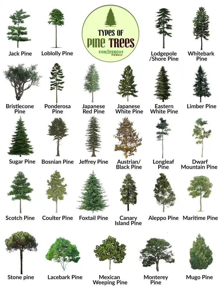 An educational infographic displays 24 different pine tree species, each with a labeled illustration showing its unique…