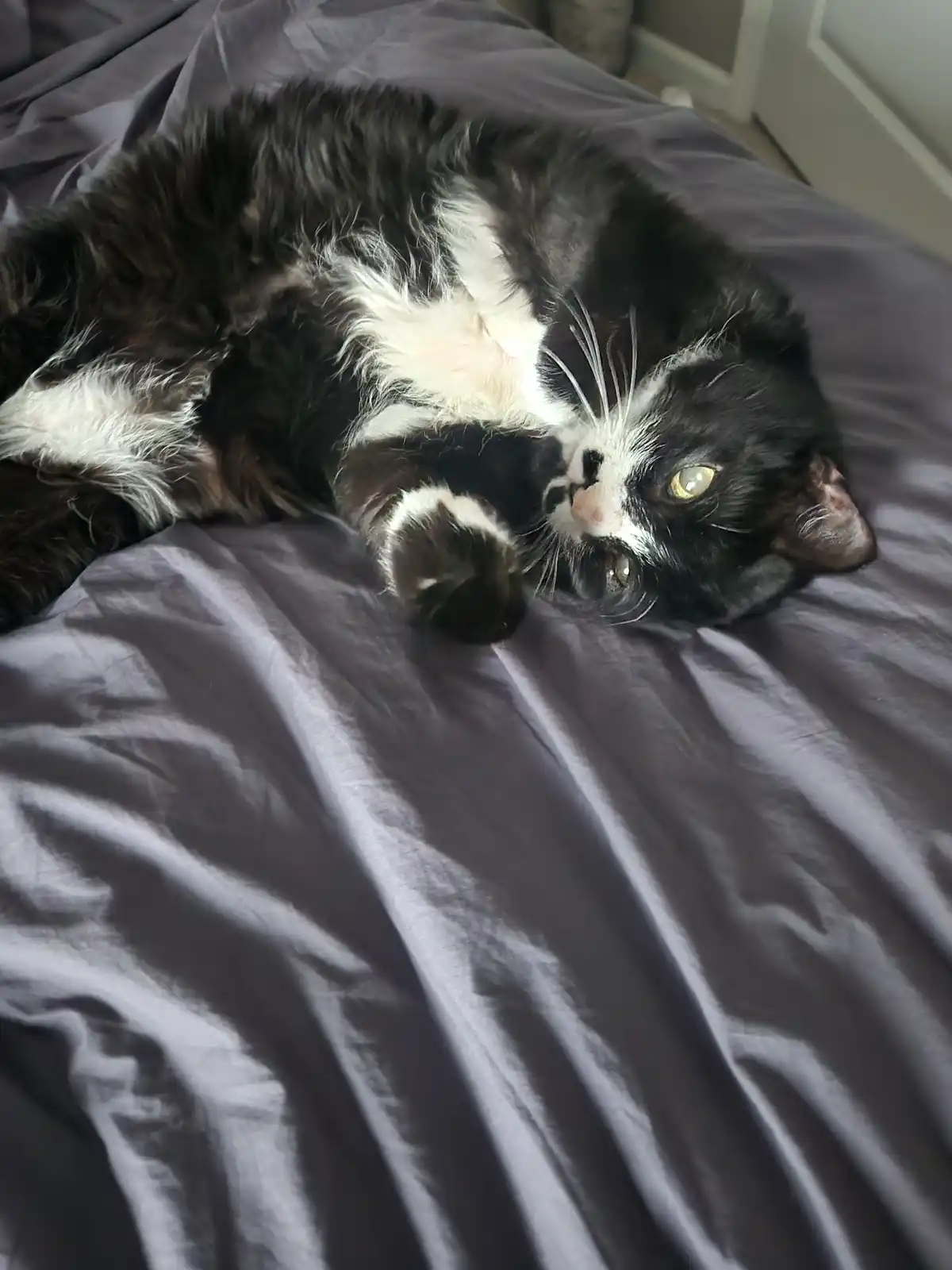 A black and white cat lies on its back on a gray bedsheet, looking up with wide eyes and one paw raised. The overlaid text…