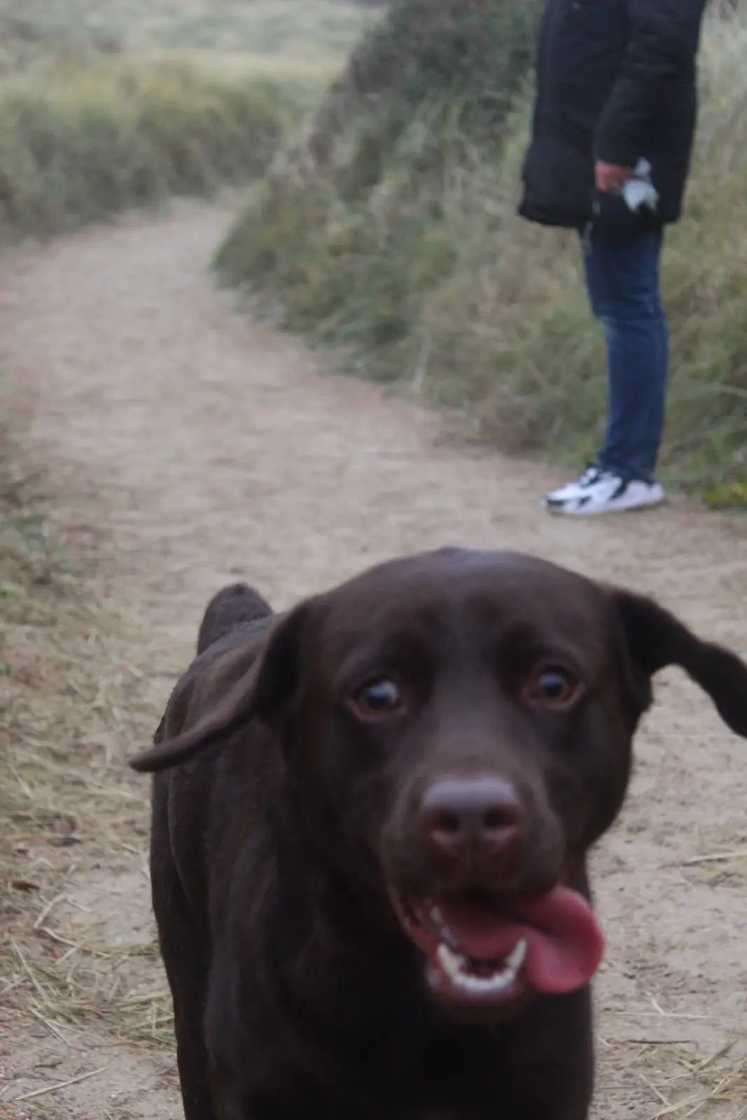 A close-up photo of a happy-looking chocolate Labrador Retriever with its tongue out, looking directly at the camera on a…