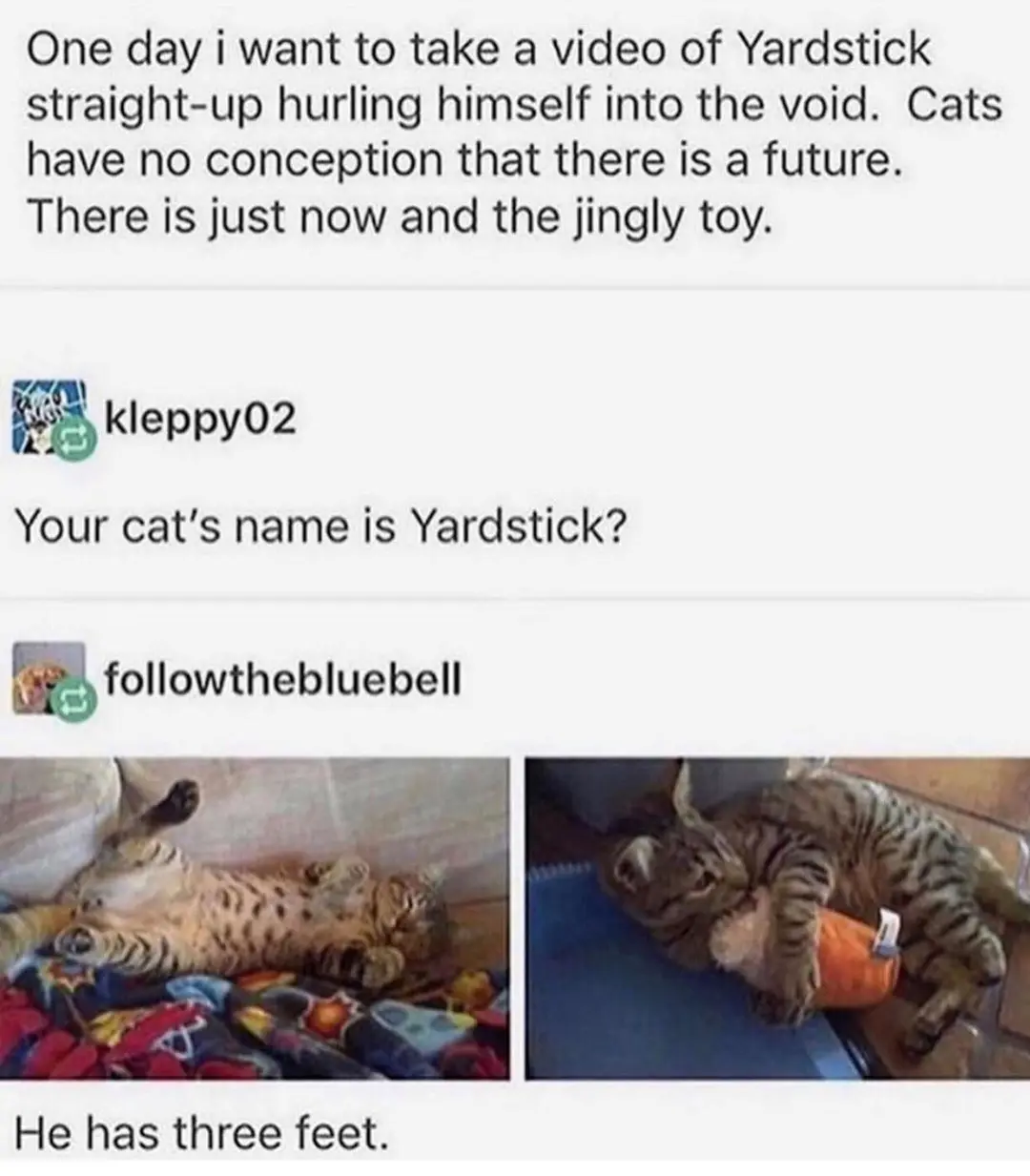 The meme shows a screenshot of a Reddit thread where a user describes wanting to film their cat, Yardstick, leaping into the…