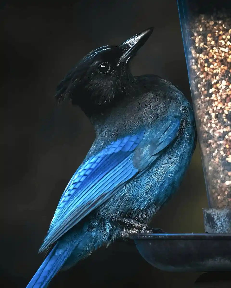A close-up photograph of a blue bird, likely a Steller's Jay, perched on a bird feeder filled with seeds. The bird has a…
