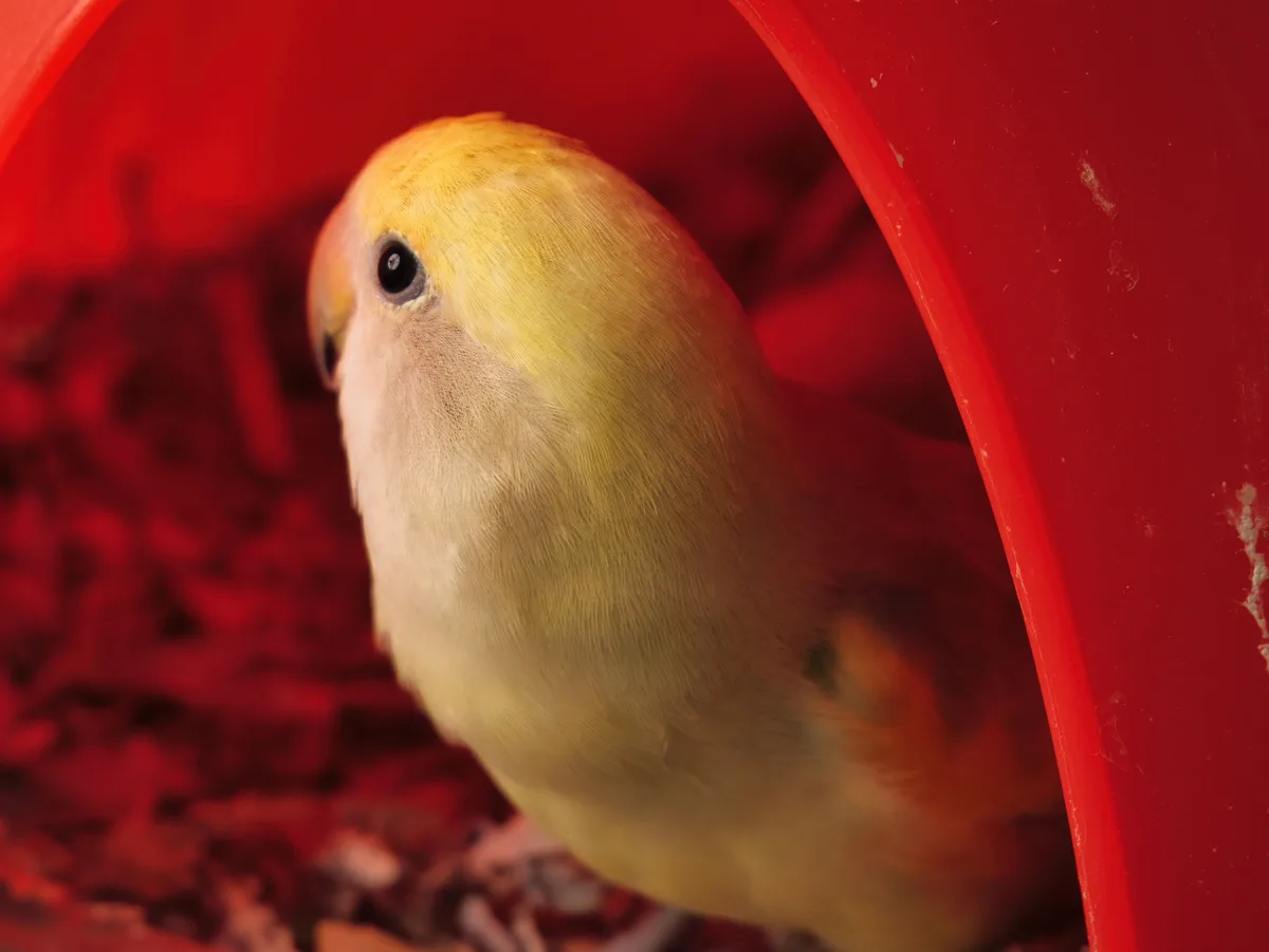 A close-up of a small yellow and white bird, likely a lovebird, peeking out from inside a bright red plastic tube or tunnel…