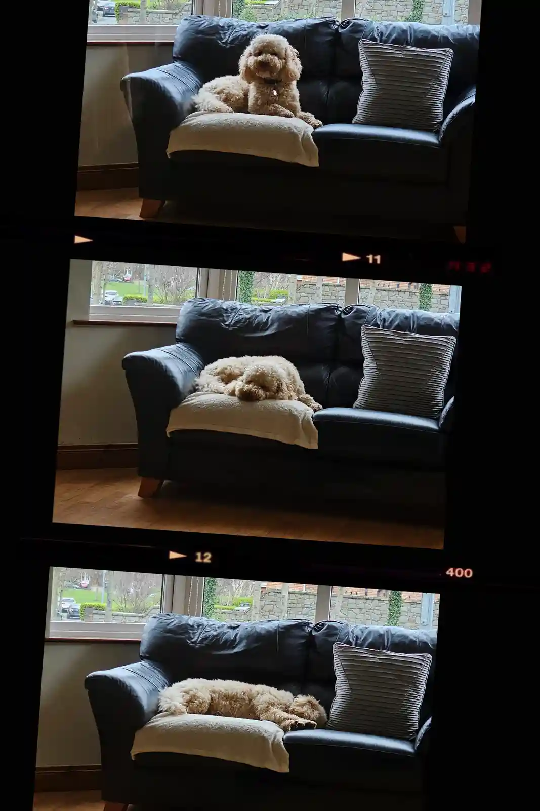 Three sequential photos show a fluffy, light-brown dog on a black leather couch, progressively rolling over and falling…