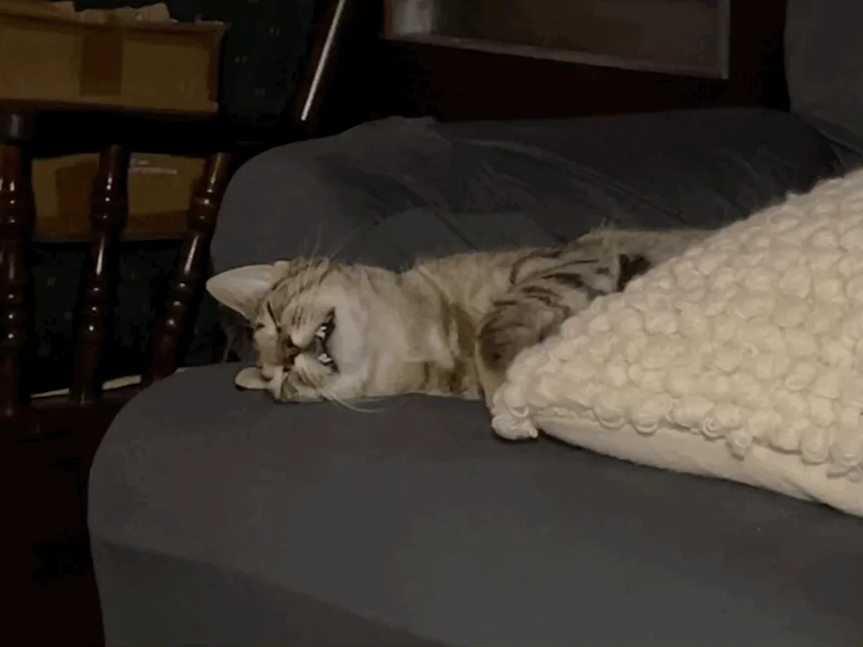 A tabby cat is shown in a sequence of six panels lying on a gray couch next to a white textured pillow. The cat starts with…
