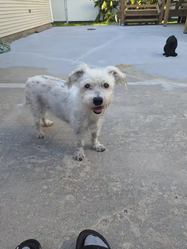 Celebrating National Mutt Day with My Furry Friend!