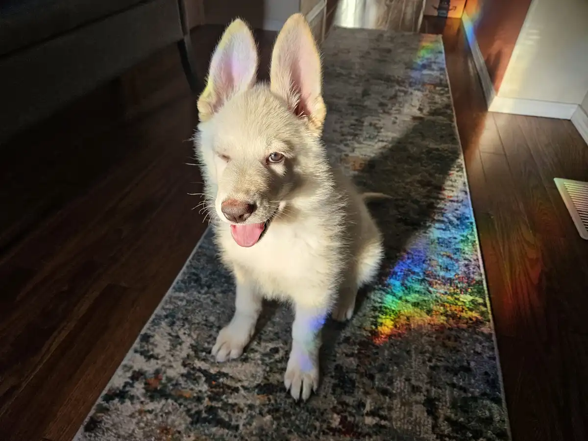 A white puppy with one eye closed sits on a rug, with a rainbow light projection shining on the floor beside it. The puppy's…