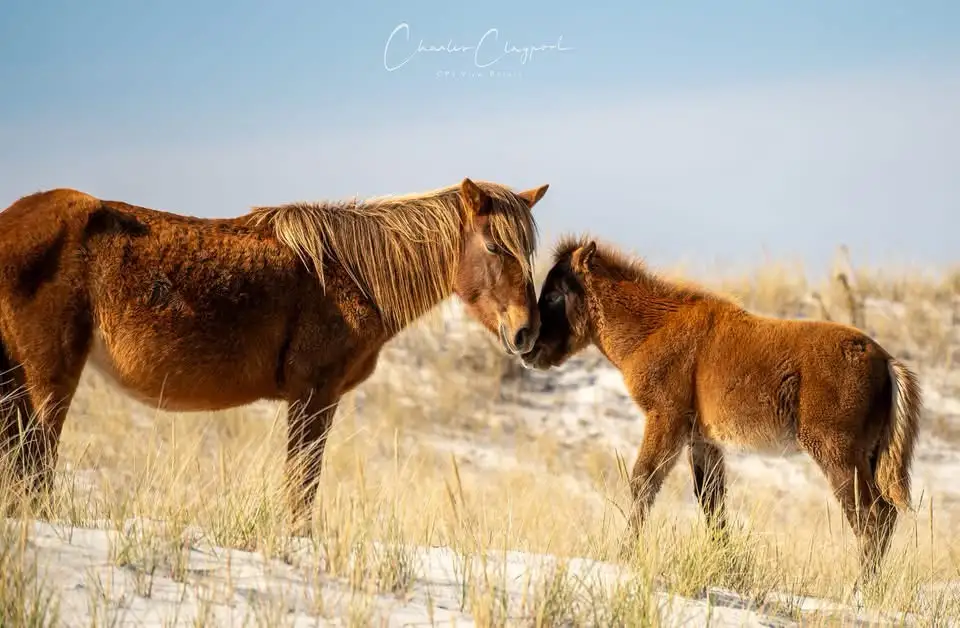 A large brown horse and a smaller brown foal stand close together in a sandy, grassy field under a clear blue sky, touching…