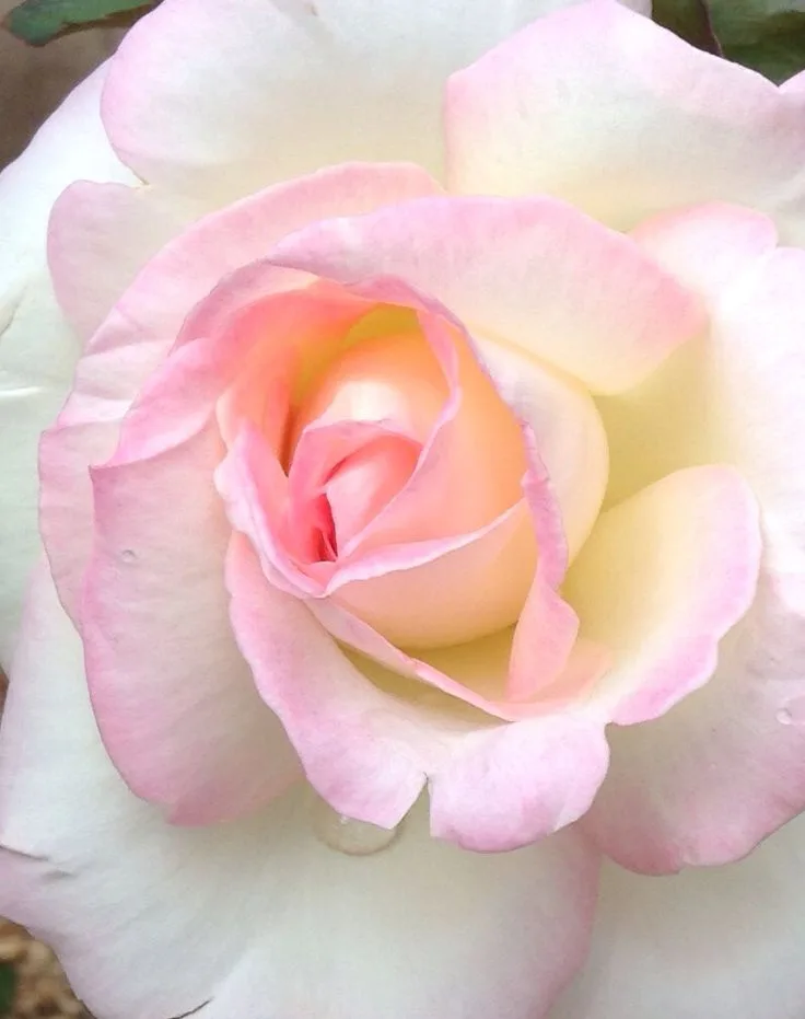 A close-up photograph of a delicate, fully bloomed rose with soft pink and creamy white petals, showing intricate layers and…