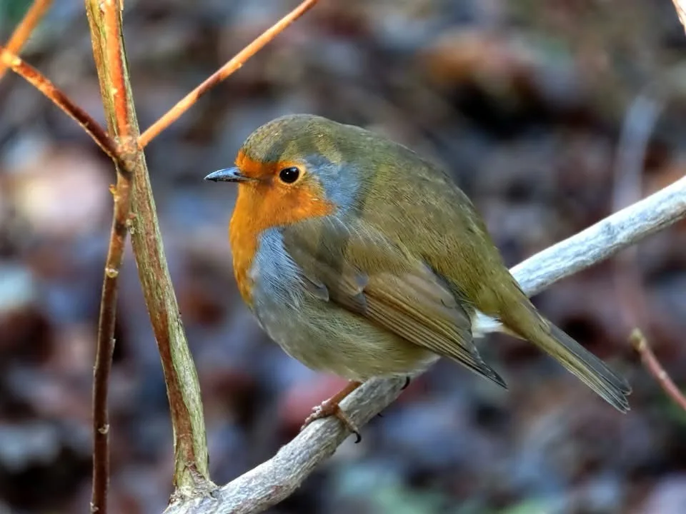 A curious bird in its natural habitat