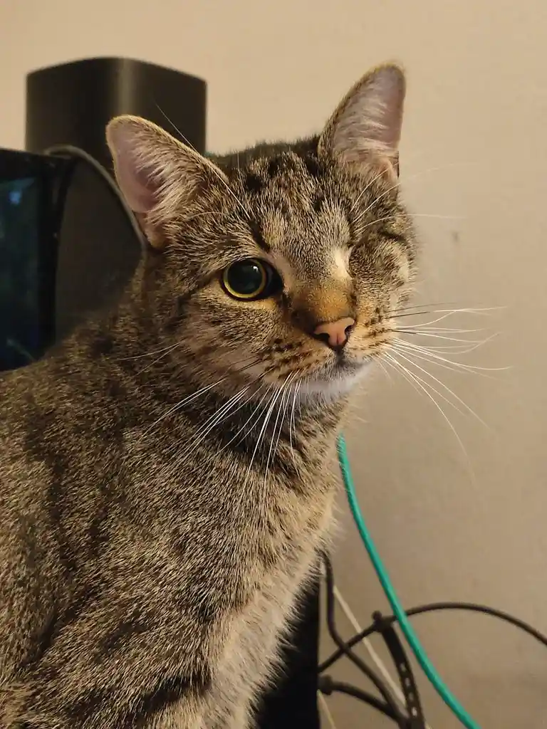 Celebrating Caturday with Miro