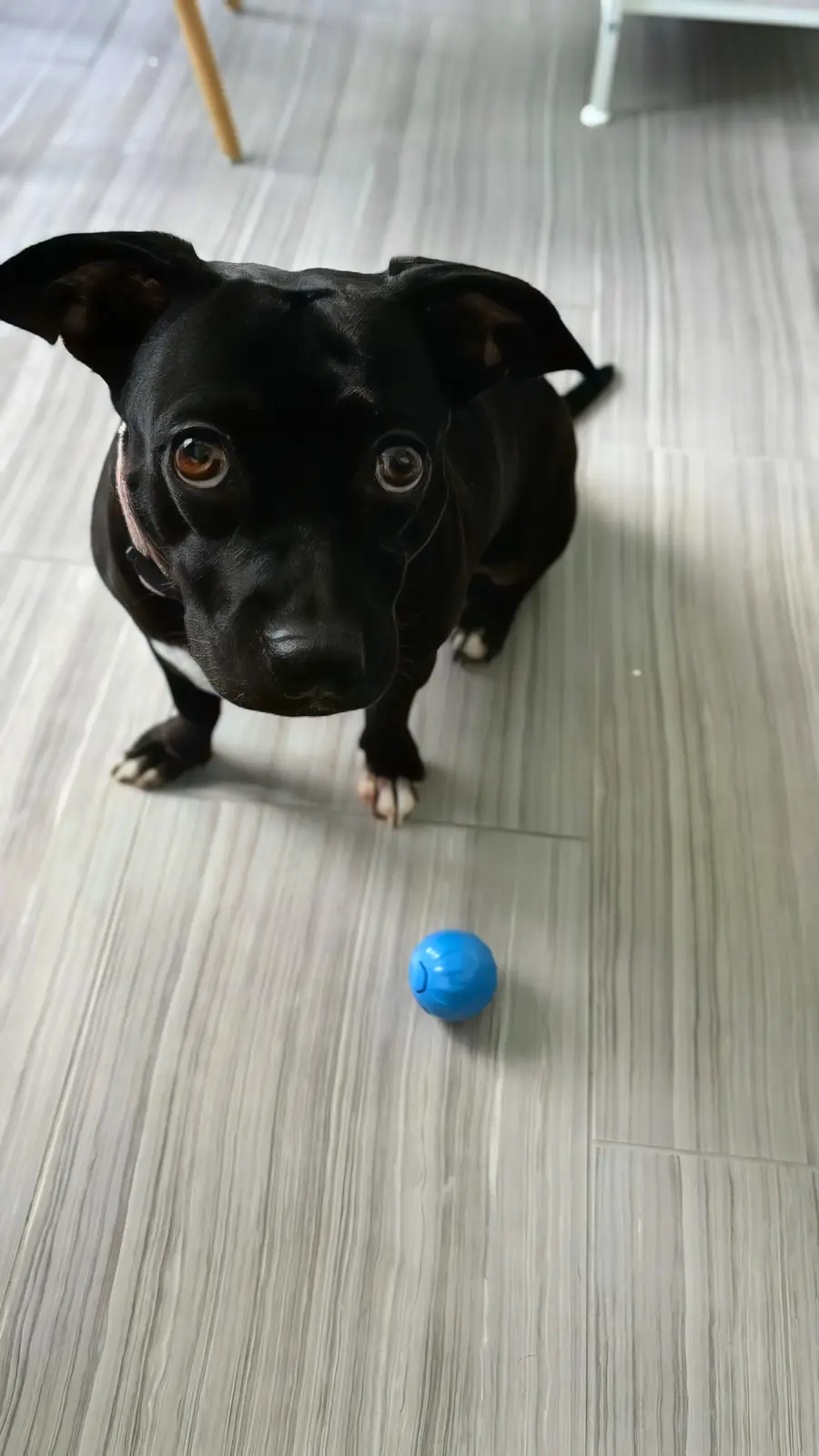 A black dog with large, pleading eyes looks up at the camera from a low angle, standing on a light wood-laminate floor. A…