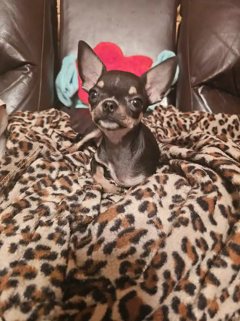 A small black and tan chihuahua with large ears sits on a leopard-print blanket, looking directly at the camera with a…