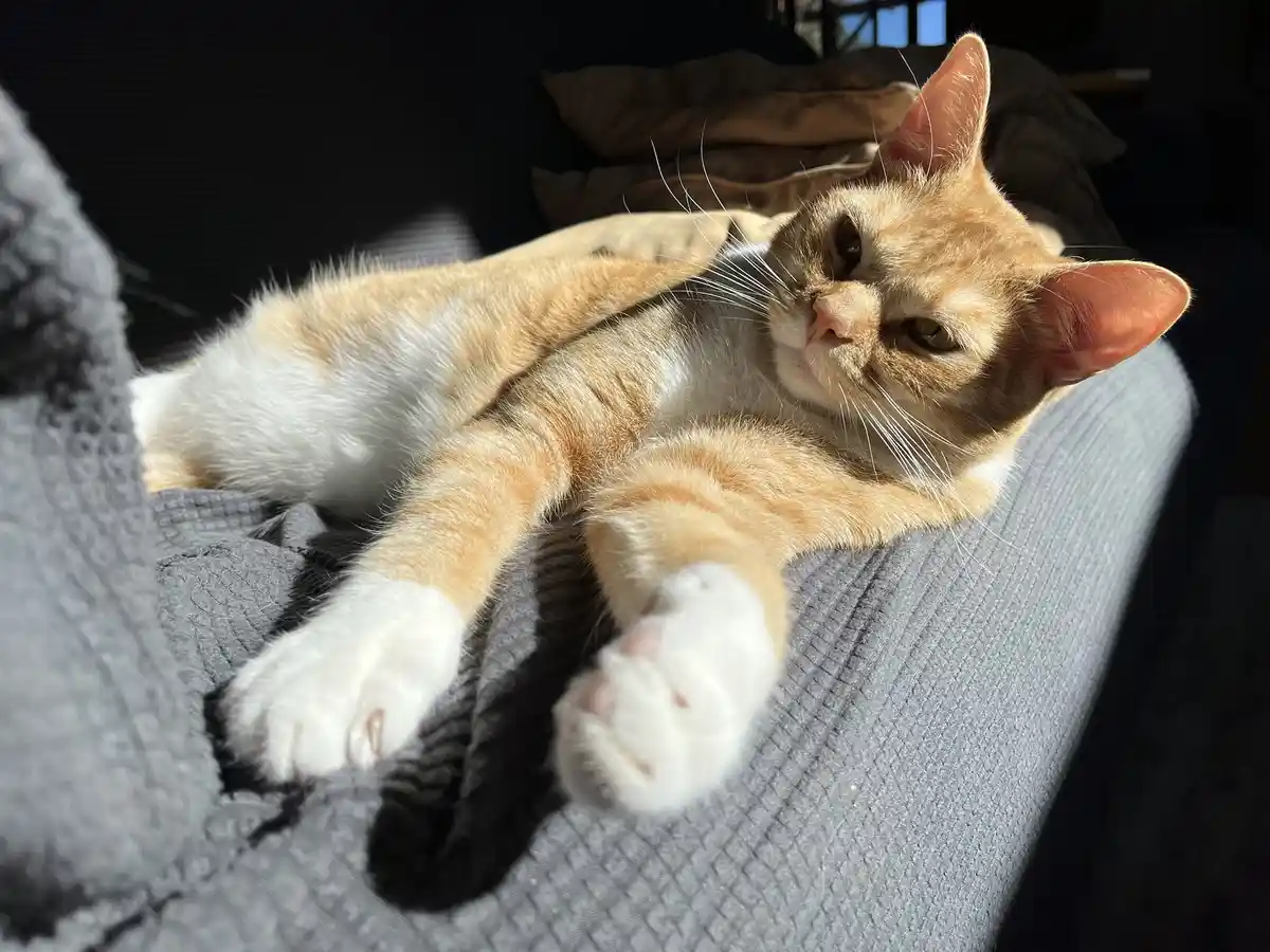 An orange and white tabby cat lounges on a gray textured couch, bathed in sunlight, with its paws stretched out and eyes…
