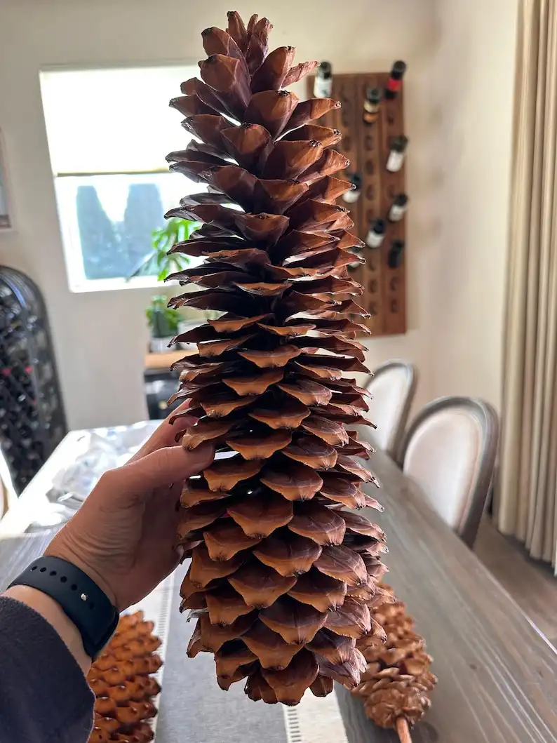 a person's hand holds an exceptionally large, brown pinecone vertically over a dining table, with smaller pinecones visible…
