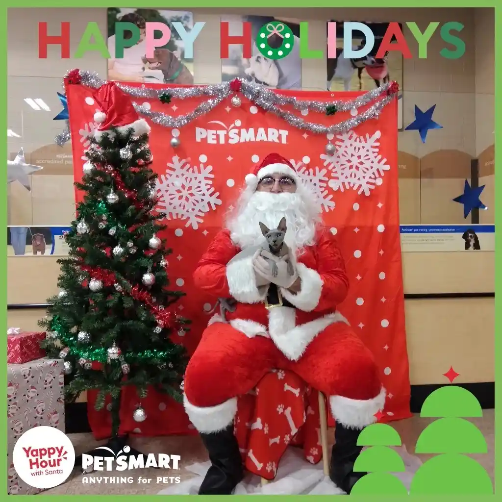 A man dressed as Santa Claus sits on a red chair with bone-patterned fabric, holding a small grey cat. Behind him is a red…