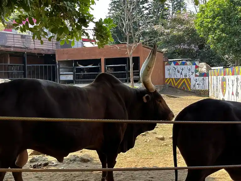 A large, dark brown bull with prominent curved horns stands behind a rope barrier in an outdoor enclosure, with another bull…