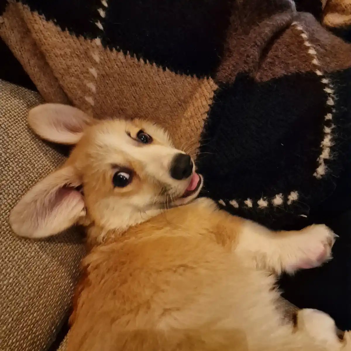 A tan and white corgi puppy lies on its back on a couch, looking up with wide eyes and its tongue slightly out, appearing…