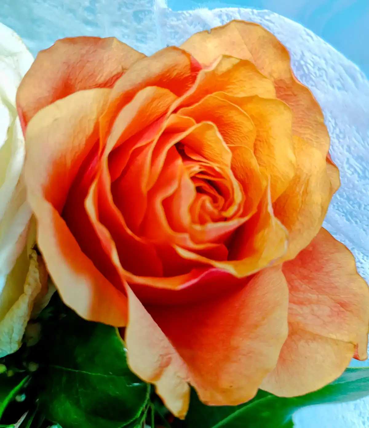 A close-up photograph of a vibrant orange rose with layered petals, set against green leaves and a textured light blue…