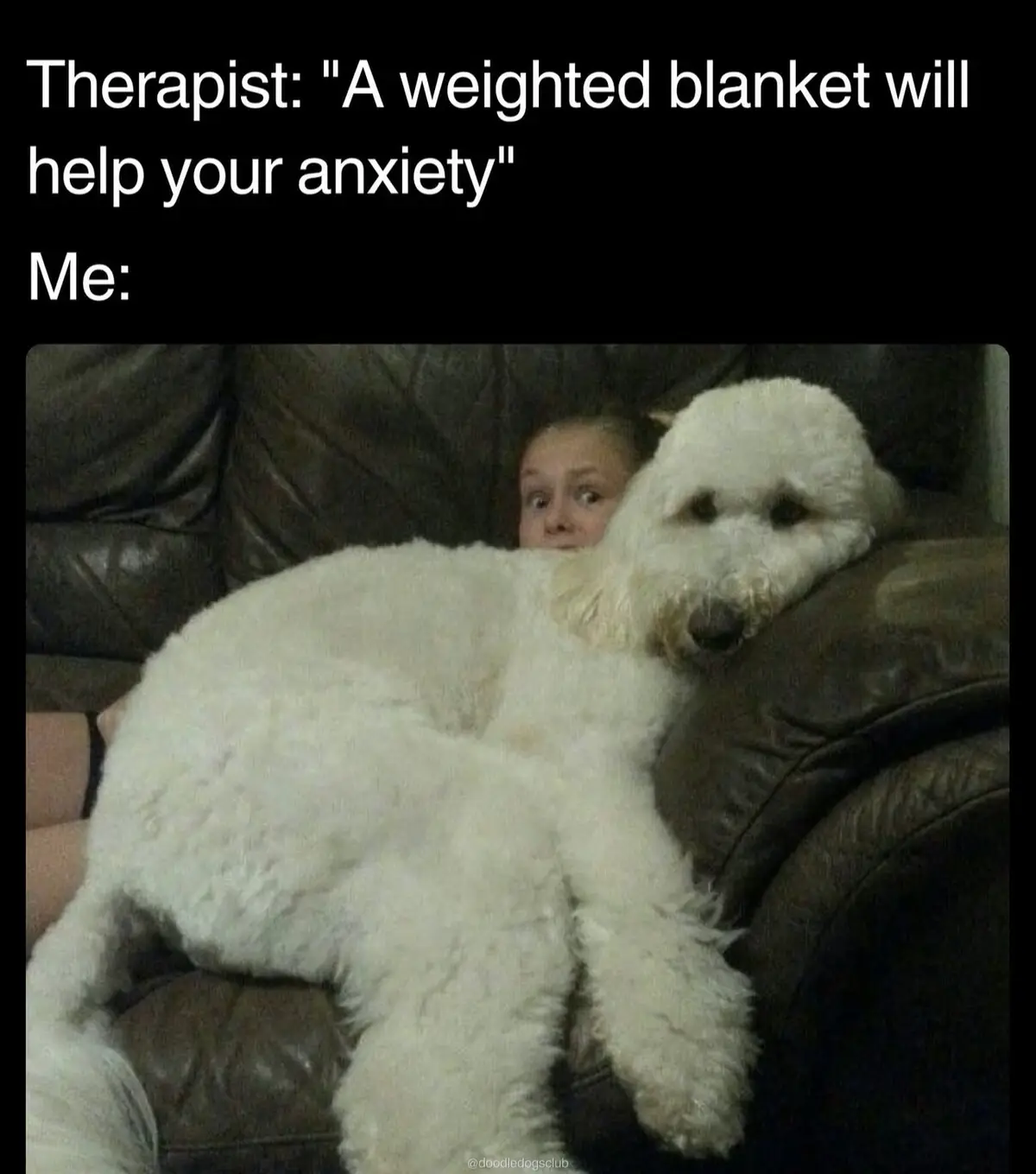A person with wide, startled eyes peeks out from behind a very large, fluffy white dog lying on a dark brown leather couch…