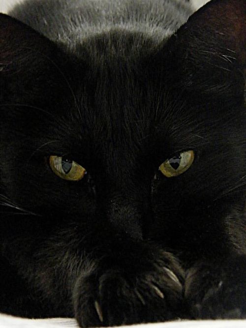 A close-up photo of a black cat with intense yellow eyes staring directly at the camera, its front paws resting together…