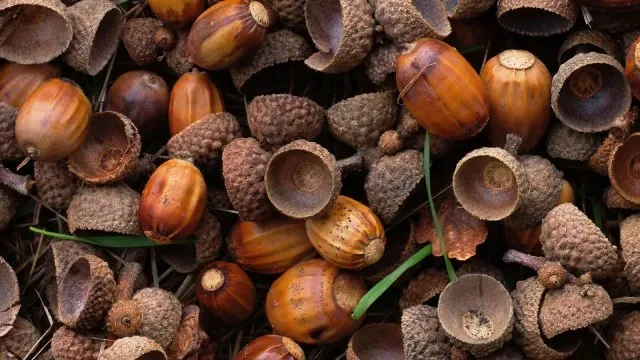 A close-up photo shows a pile of acorns, many with their caps removed, scattered among dry grass and a few blades of green…