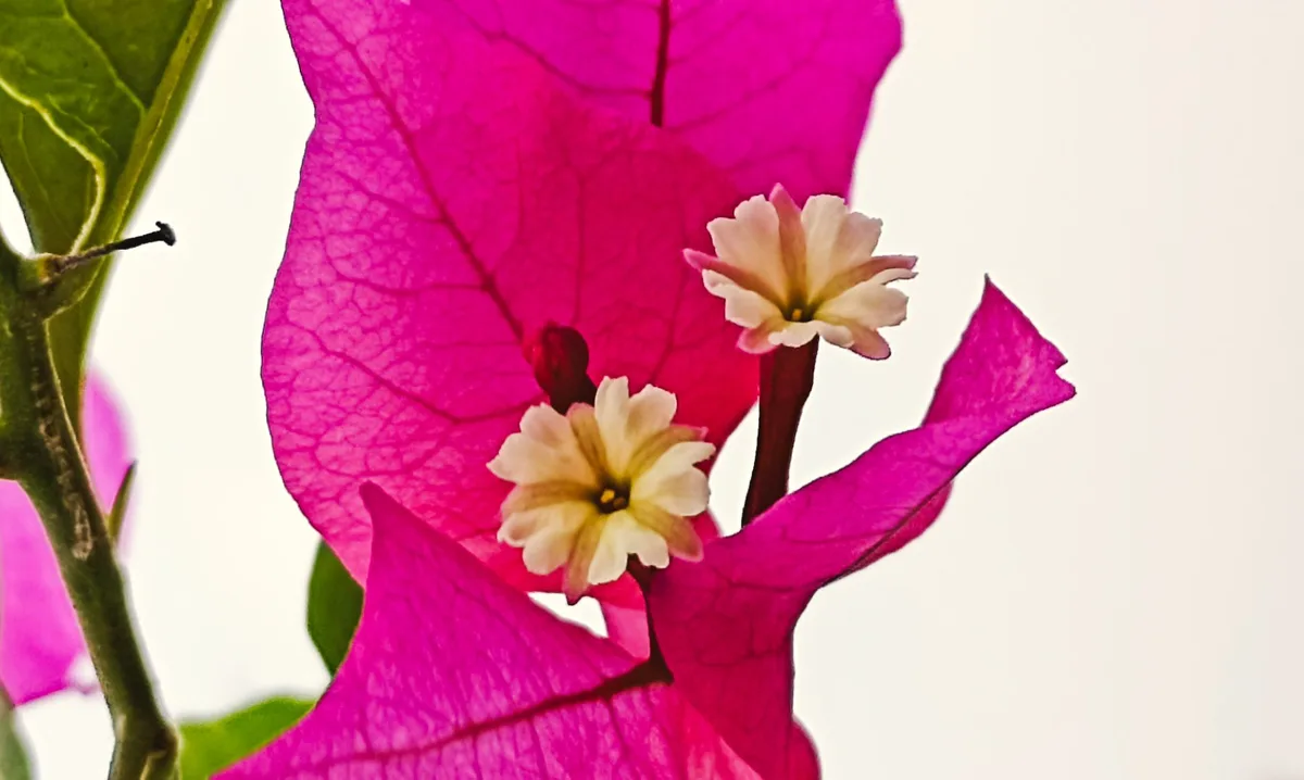 A close-up photo of a bougainvillea plant shows vibrant pink bracts (modified leaves) surrounding small, pale yellow true…