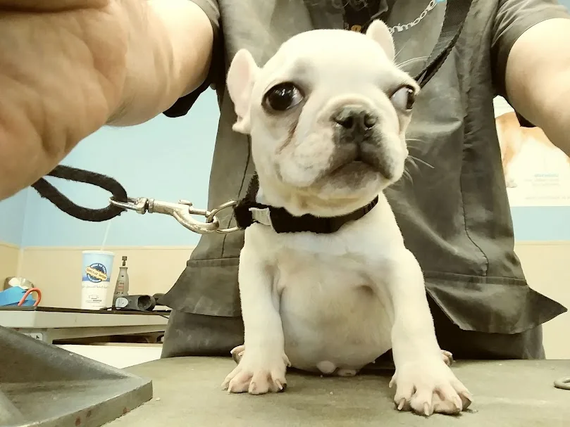 A small white French bulldog puppy sits on a grooming table, looking up with large, teary eyes while a person in a grey…