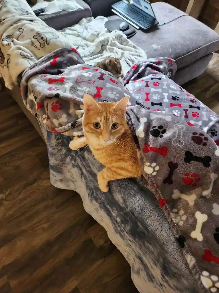 Meet Tori: The Star of the Show